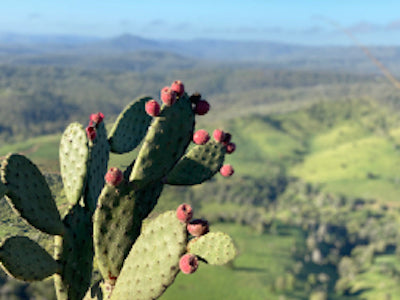 Location #4 - Toowoomba (SEQ minitour)